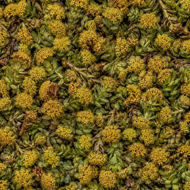 Sommités fleuries de rhodiola aux fleurs jaunes, plante adaptogène, en plein cadre