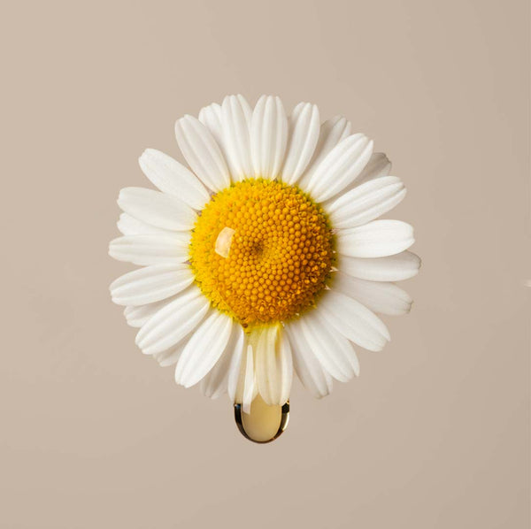 Fleur de camomille, source naturelle de bisabolol, goutte d'huile perlant sous les pétales