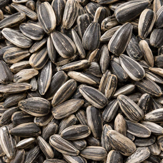 Graines de tournesol rayées en plein cadre, source de l'huile de tournesol cosmétique