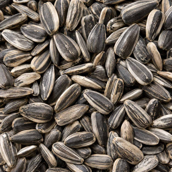 Graines de tournesol rayées en plein cadre, source de l'huile de tournesol cosmétique