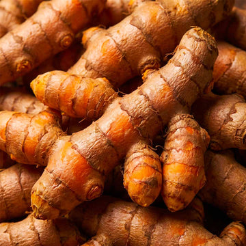 Racines de curcuma fraîches aux reflets orangés, actif cosmétique, en plein cadre