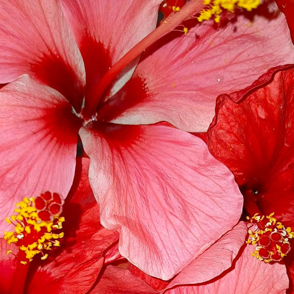 Fleurs d'hibiscus rouges et roses en gros plan, actif cosmétique naturel, étamines jaunes