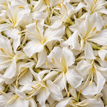 Fleurs blanches de gingembre papillon Hedychium coronarium en plein cadre