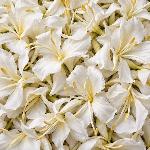 Fleurs blanches de gingembre papillon Hedychium coronarium en plein cadre