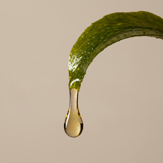 Macérat huileux d’algues : bienfaits, éclat et reminéralisation de la peau