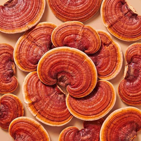 Champignons reishi aux anneaux orangés, adaptogène cosmétique, disposés à plat sur fond beige