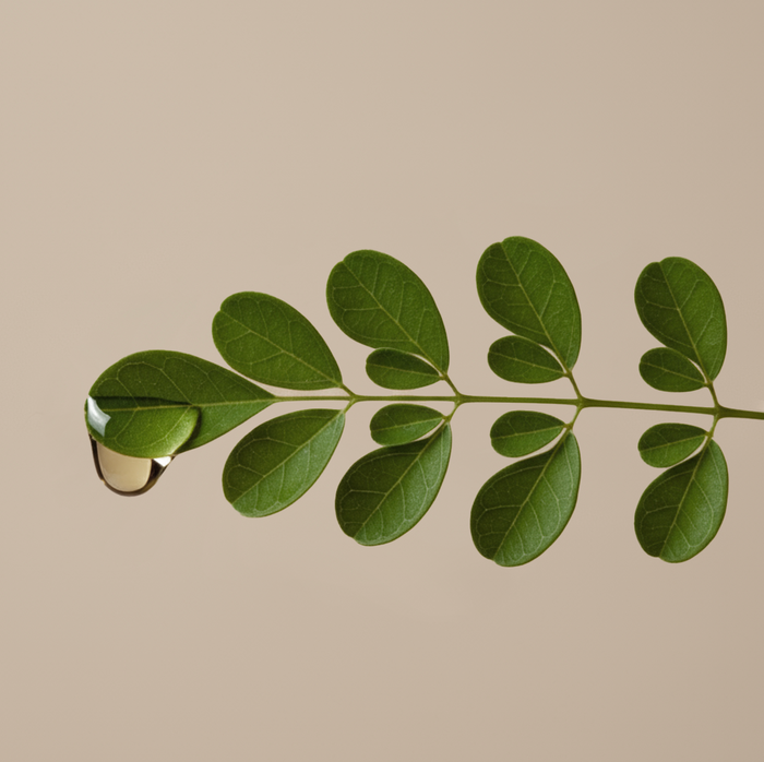 Huile de moringa d’origine végétale, riche en acides gras et antioxydants, utilisée dans le sérum anti-âge Lotus Bleu Just Avant pour nourrir, protéger et renforcer la barrière cutanée.