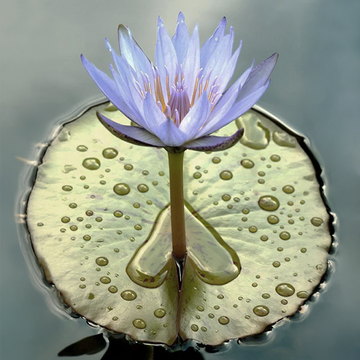 Fleur de lotus bleu épanouie sur une feuille d’eau, symbole de pureté, d’équilibre et de vision holistique du soin selon Just avant.
