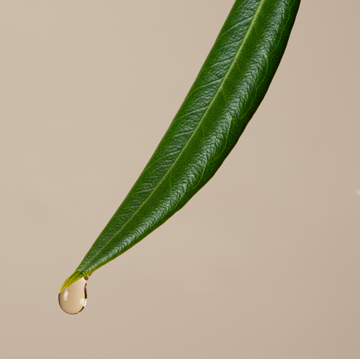 Squalane végétal d’origine naturelle utilisé dans le sérum anti-âge Lotus bleu Just avant. pour renforcer la barrière cutanée et préserver l’hydratation.